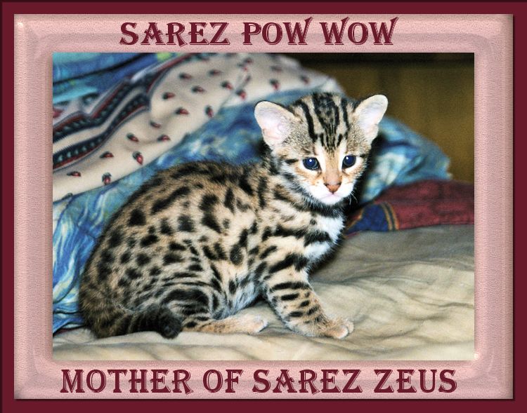 Pow Wow Bengal Cat and Mother of Zeus the Bengal Cat