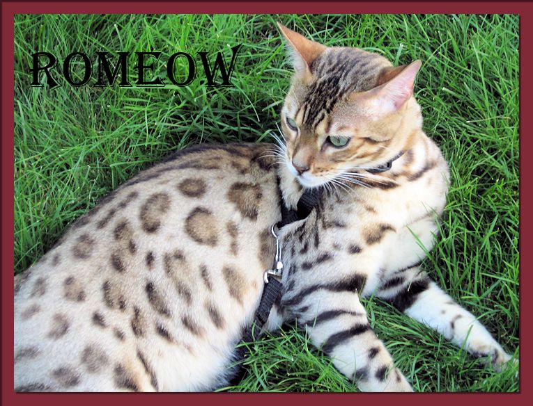 Bengal Cat Romeow