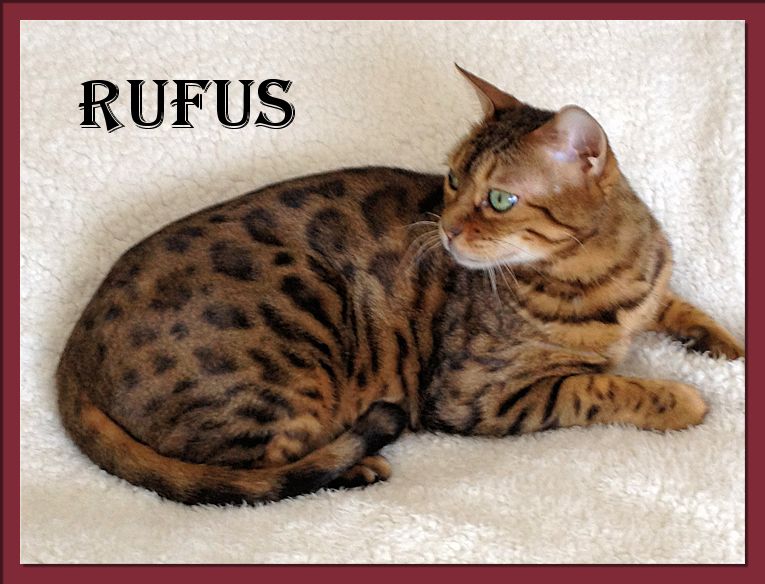 Bengal Cat Rufus