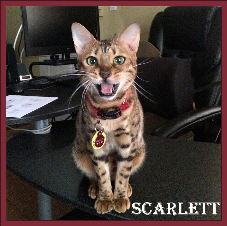 Bengal Cat Scarlett