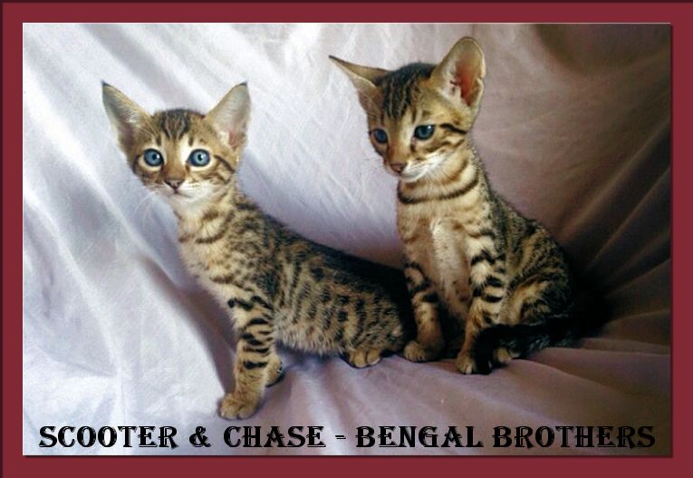 Bengal Brothers Scooter and Chase