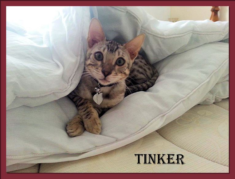 Bengal Kitten Tinker from England