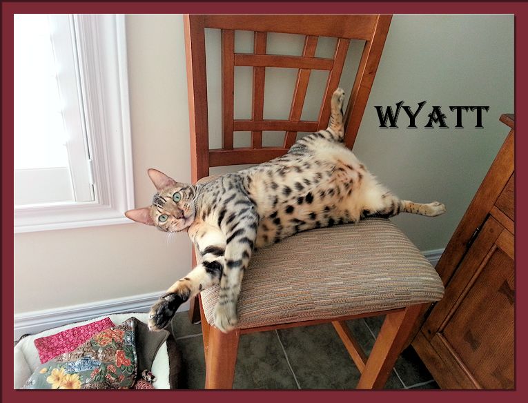 Bengal Cat Wyatt