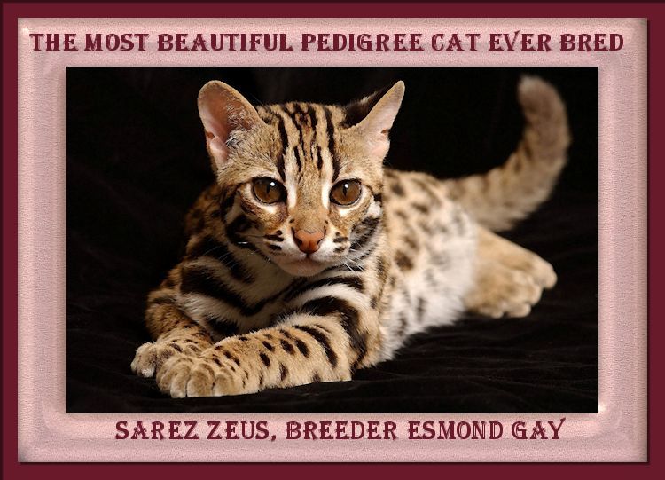 Zeus the Bengal Cat Face and Body Beutiful Brown Eyes