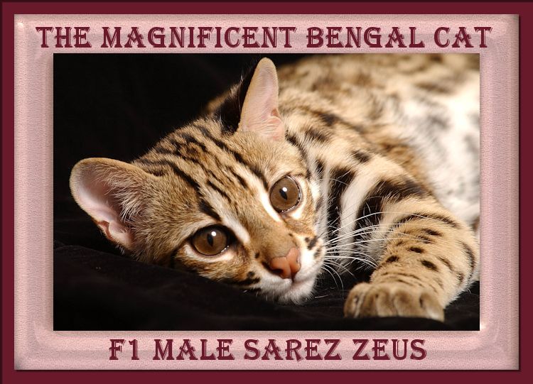 Zeus the Magnificent Ultimate F1 Bengal