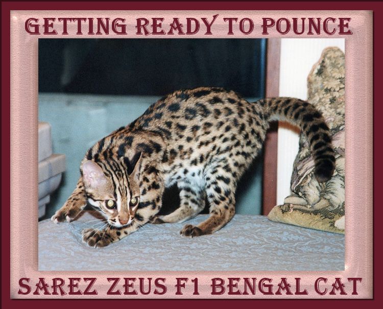 Zeus the Bengal Cat Striking Pouncing Pose with Wild Markings