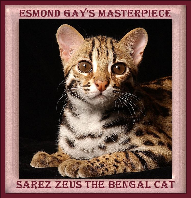 Zeus the Most Beautiful Bengal Cat Ever with Brown Eyes, Round Ears, Huge Paws, Perect Facial and Body Features