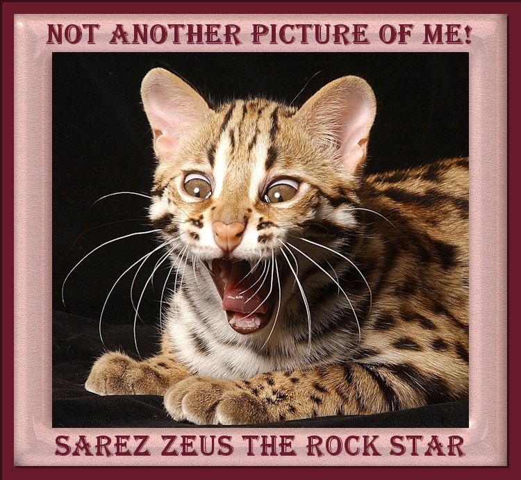 Funny Picture of Zeus the Bengal Cat with Mouth Wide Open and Brown Eyes Popping