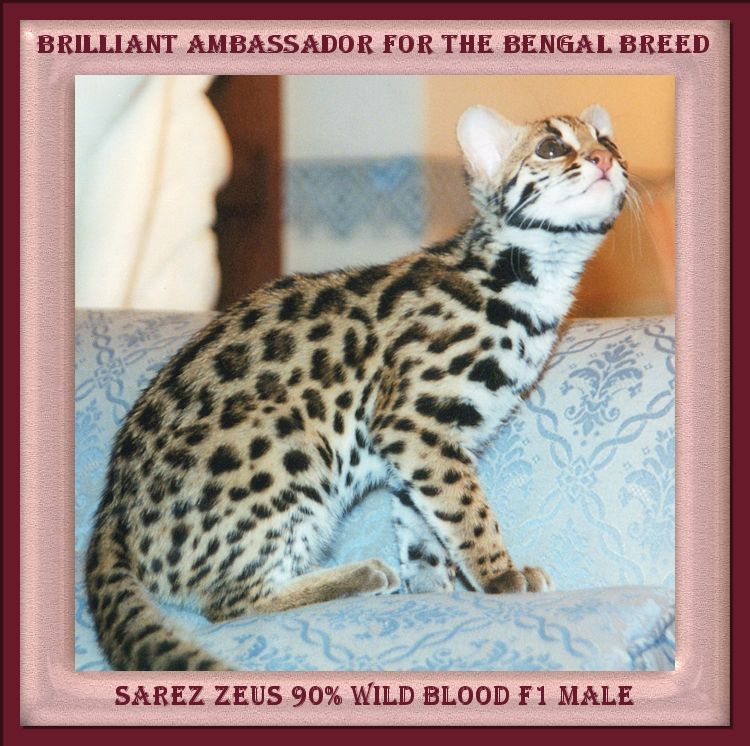Zeus the Bengal Cat with Large Wild Spots, Rounded Ears and Beautiful Body