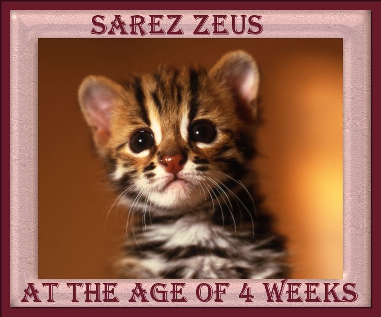 Zeus the Bengal Kitten 4 weeks old