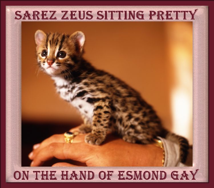 Zeus the Bengal Cat Bred by Esmond Gay
