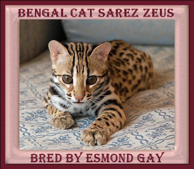 Zeus the Bengal Cat 90% Wild Blood Beautiful Markings