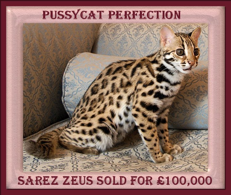 Zeus the Bengal Cat Full Body and Face Exquisite Markings, White Belly, Magnificent Spots, Perfect Face