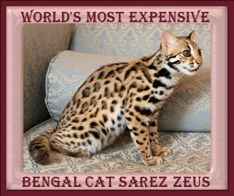 Zeus the Bengal Cat Face and Body