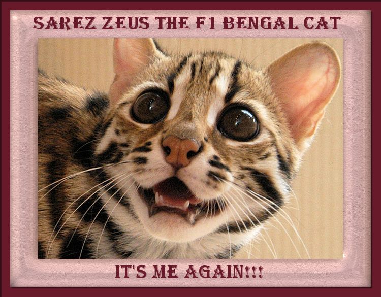 Zeus the Bengal Cat Face, Mouth Open and Teeth