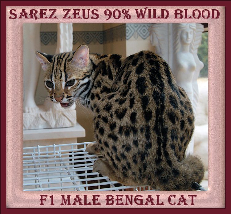 Zeus the F1 Bengal Cat Face and Body Markings