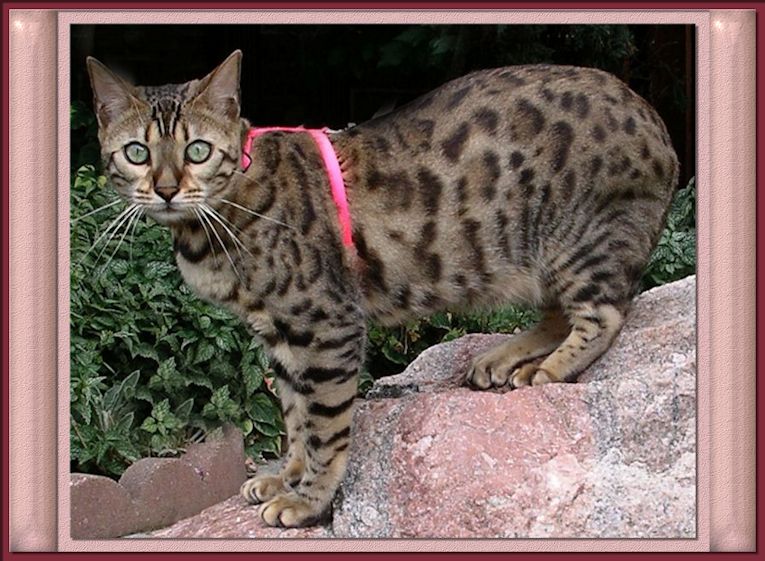 Bengal Cat with Rosettes, Glitter, Exotic Look